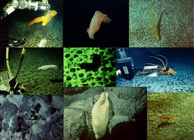 The Benthic Megafaunal Assemblages of the CCZ (Eastern Pacific) and an Approach to their Management in the Face of Threatened Anthropogenic Impacts